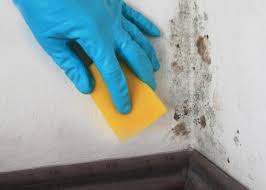 Use Bleach To Clean Mold