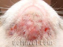 dermvettacoma com wp content uploads 2017 12 felin