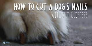 cut a dog s nails without clippers
