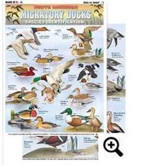 40 Best Duck Identification Images Duck Identification