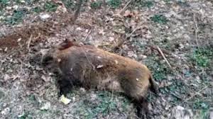 Focar în pădure: Peste 100 de mistreți, găsiți morți. Testele de pestă porcină africană au ieșit pozitive!