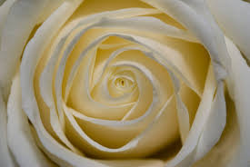 white rose close up texture free