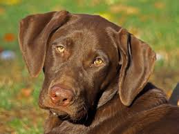 It is a solid, muscular dog, slightly longer it may be reserved with strangers unless very well socialized as puppies. Chocolate Lab Puppies Cincinnati Ohio 2021 At Puppies Www Addlab Aalto Fi