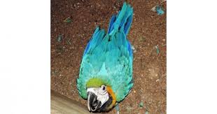 macaw hatches first time at bangabandhu