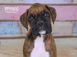 Email boxer puppies i am a stay at home mom with one 10 month old girl. Boxer Dog Male Brindle 2769201 Petland Independence Mo