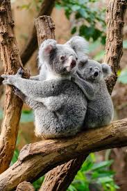 koala bears pictures photos and