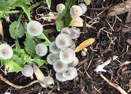 Mushrooms A Sign Of Healthy Soil Sky