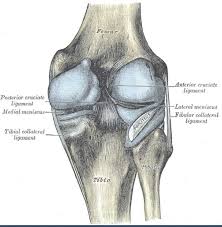 Tendons are similar to ligaments; Figure Knee Ligaments Posterior Cruciate Medial Statpearls Ncbi Bookshelf