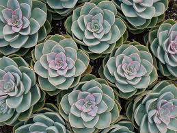 How To Create A Succulent Garden In 7