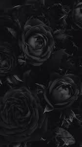 black rose hd iphone wallpapers