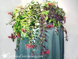 lipstick plant care guide how to grow