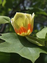 Liriodendron tulipifera - Michigan Flora