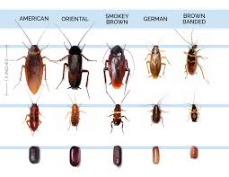 small vs big roaches aztec organic