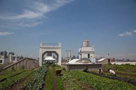 New York City S Largest Rooftop Farm