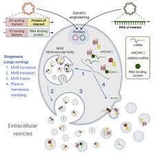 exploiting the biogenesis of