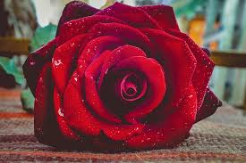 hd wallpaper rose flower red single