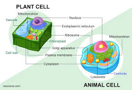 vs plant cells similarities
