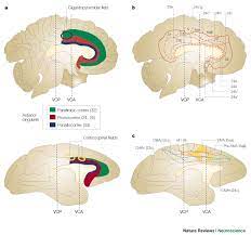 primate anterior cingulate cortex