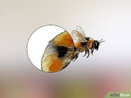 How To Identify Honey Bees 8 Steps With Pictures Wikihow