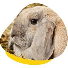 If your rabbit shakes its ears and then jumps, it is excited however, if your bunny has been doing it frequently, it might be because it has ear mites.4 x my rabbit keeps sneezing, and i don't know why. Treatment Prevention Of Ear Disease In Lop Eared Rabbits