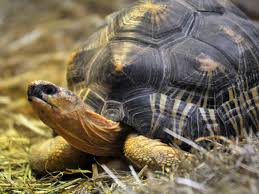 radiated tortoise stolen from australia