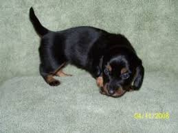 Favorite this post mar 5 dachshund puppies pic hide this posting restore restore this posting. Dachshund Puppies In Louisiana