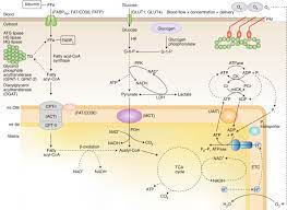 Aerobic and anaerobic metabolism with moderate exertion, carbohydrate undergoes aerobic metabolism. Skeletal Muscle Energy Metabolism During Exercise Nature Metabolism