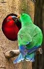 virtual villagers 2 parrots talking voiceovers cartoon network
