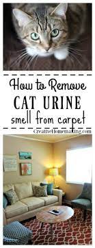 how to remove cat urine smell from