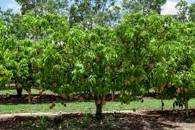 how to grow mango trees