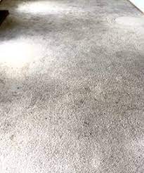 carpet cleaning in lakewood power pup