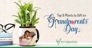 top 9 plants to gift on grandpas