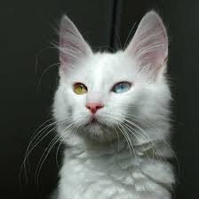 Kucing anggora memiliki banyak sekali jenisnya. 15 Jenis Kucing Anggora Ciri Ciri Fisik Harga Dan Gambarnya