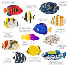 Freshwater Aquarium Fish Breeds Icon Set Flat Style Isolated