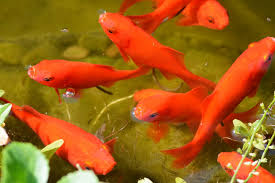grow goldfish aquaponics