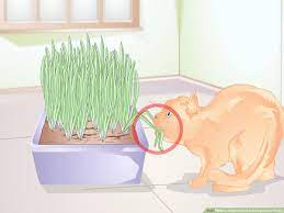 3 Ways to Stop Cats from Eating Indoor Plants - wikiHow Pet