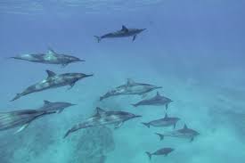 how to swim with dolphins in oahu in