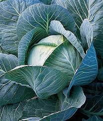 5 vegetables that grow well in the