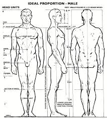 Collection Of Male Body Proportions Drawing Download More