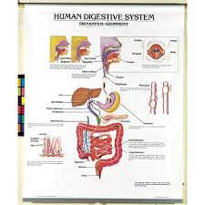 Human Body Systems Chart Set