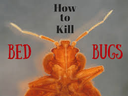 6 ways to kill bed bugs that really