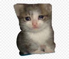Crying cat face emoji coffee mug | zazzle.com. Crying Cat Png Picture Crying Cat Meme Png Emoji Free Transparent Emoji Emojipng Com