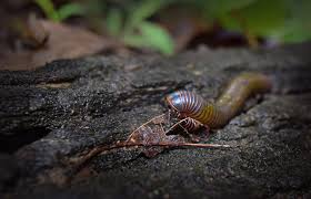 How To Get Rid Of Millipedes Naturally
