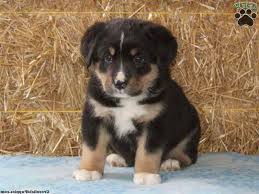I have been breeding purebred bernese mountain dogs for four yeare. German Shepherd Bernese Mountain Dog Mix Puppies For Sale Petsidi