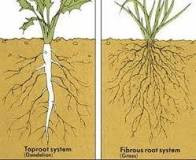 how-deep-are-tomato-roots