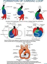 Embryology Charts