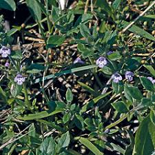 Clinopodium acinos (basil-thyme): Go Botany