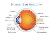 Anatomy Lesson: What Is the Retina? - Eye Care Specialists