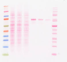 ponceau s staining solution