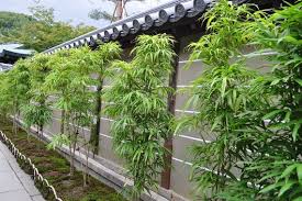 Non Invasive Bamboo Plant
